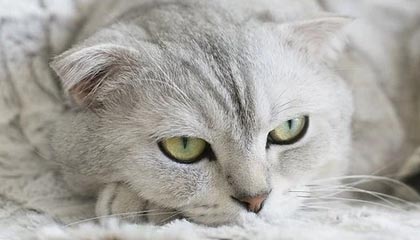 米乐M6中国大陆-中国足球热潮如何扣动万亿产业链的扳机？