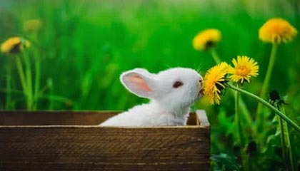 米乐M6官网-快手宣布与CBA联赛达成合作 获得今赛季赛事直播及短视频权益